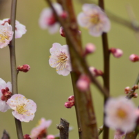 TAMRON(タムロン)のレンズ AF 70-300mm F/4-5.6 Di LD Macro 1:2