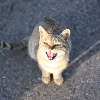 サンセットヒルズの奇跡猫