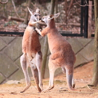 カンガルーの写真 画像 写真集 写真共有サイト Photohito