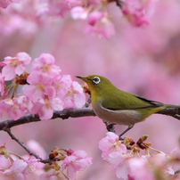 河津桜とメジロ