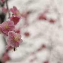 梅は咲いたか桜はまだかいな
