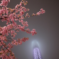 東京スカイツリー20 河津桜と雲隠れしたスカイツリー