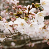 天ヶ城公園の桜