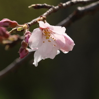 桜の季節２０１５