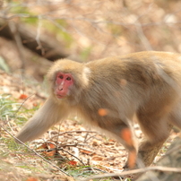 ニホンザルの春夏秋冬
