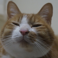 うちの猫