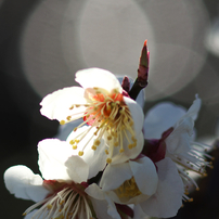 2015年の春　梅・桜・チューリップ＆花々１