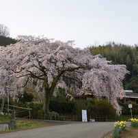 堀池の枝垂れ桜