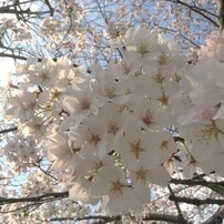 桜　(2015)