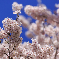 四季の花