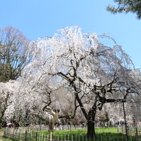 桜の季節２０１５　その２