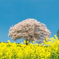 桜 2015年