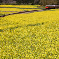 春の小湊鉄道