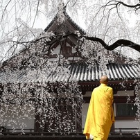 2015 桜　写真集