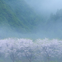 四月の雨