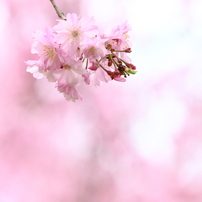 春の日に　桜・さくら・サクラ