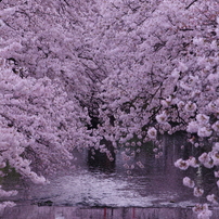 2015年の桜を振り返る