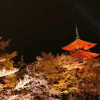 復活の塔・夜桜とともに