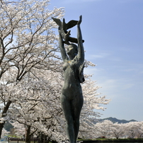 さくら