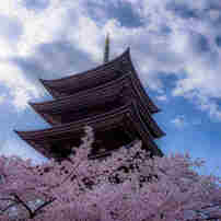 日泰寺の桜