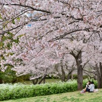 おゆみ野さくら公園