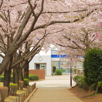 桜 2015