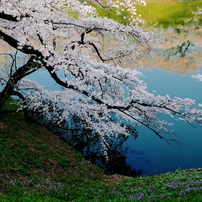 桜色のドラマ