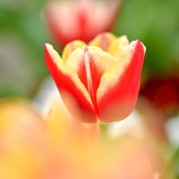 TOKINA(トキナー)のレンズ AT-X M100 PRO D 100mm F2.8 (ﾆｺﾝ AF) で