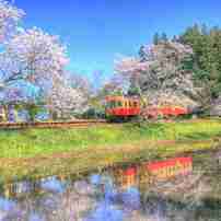 小湊鉄道菜の花と桜のおいかけっこ