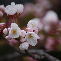 山形市に桜前線到達-1