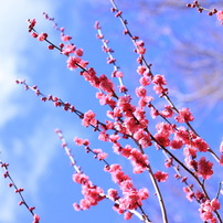 ume blossom