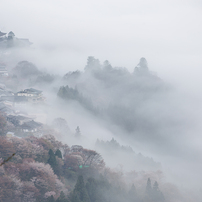 桜 桜