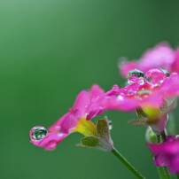 雨粒の調べ♪