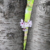 卯月花ー５