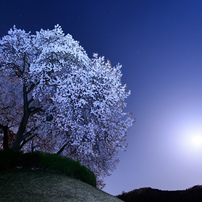 月夜の桜に魅せられて
