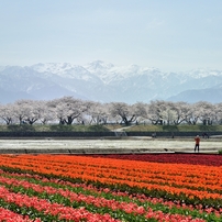 桜花清流