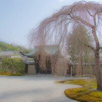 高台寺の庭