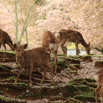 「H27桜編」---ゴリの感動した写真館