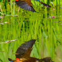 水辺の鳥