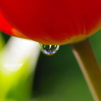 雨上がりのチューリップー５