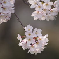 桜花2015-2