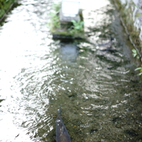 小川の魚