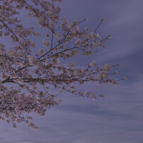 sakuraba
