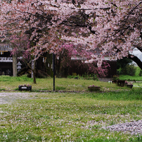 桜　2015　その2