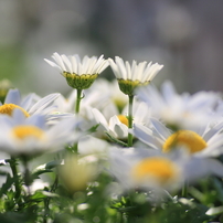 マーガレットの写真 画像 写真集 写真共有サイト Photohito