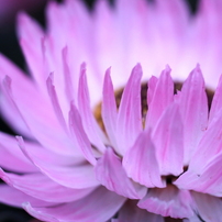 Carl Zeiss Makro-Planar 60mm F2.8 C 作例あり Carl Zeiss Makro Planar 60mm f2.8C Review作例 Contax銘玉神オールド