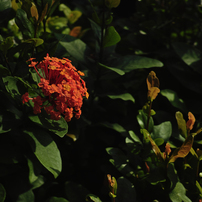Flowers12