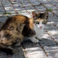 動物