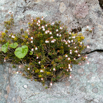 高山植物１