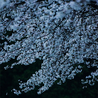 桜　2015　その1